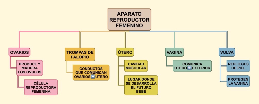 Mapa conceptual células reproductivas femeninas