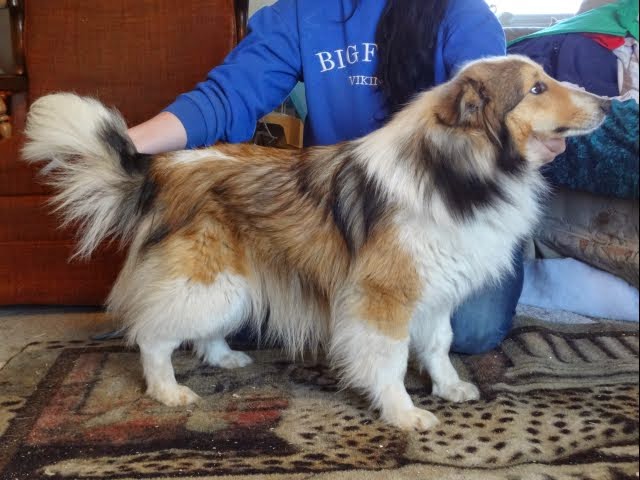 Sable and White Sheltie