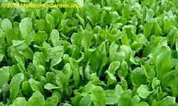 Spinach Plants in Garden Bed