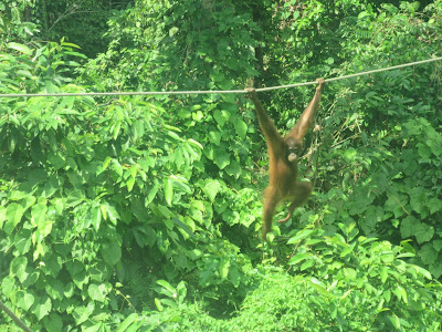 Centro de Rehabilitación de Orangutanes de Sepilok