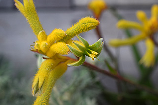 ブッシュジェム