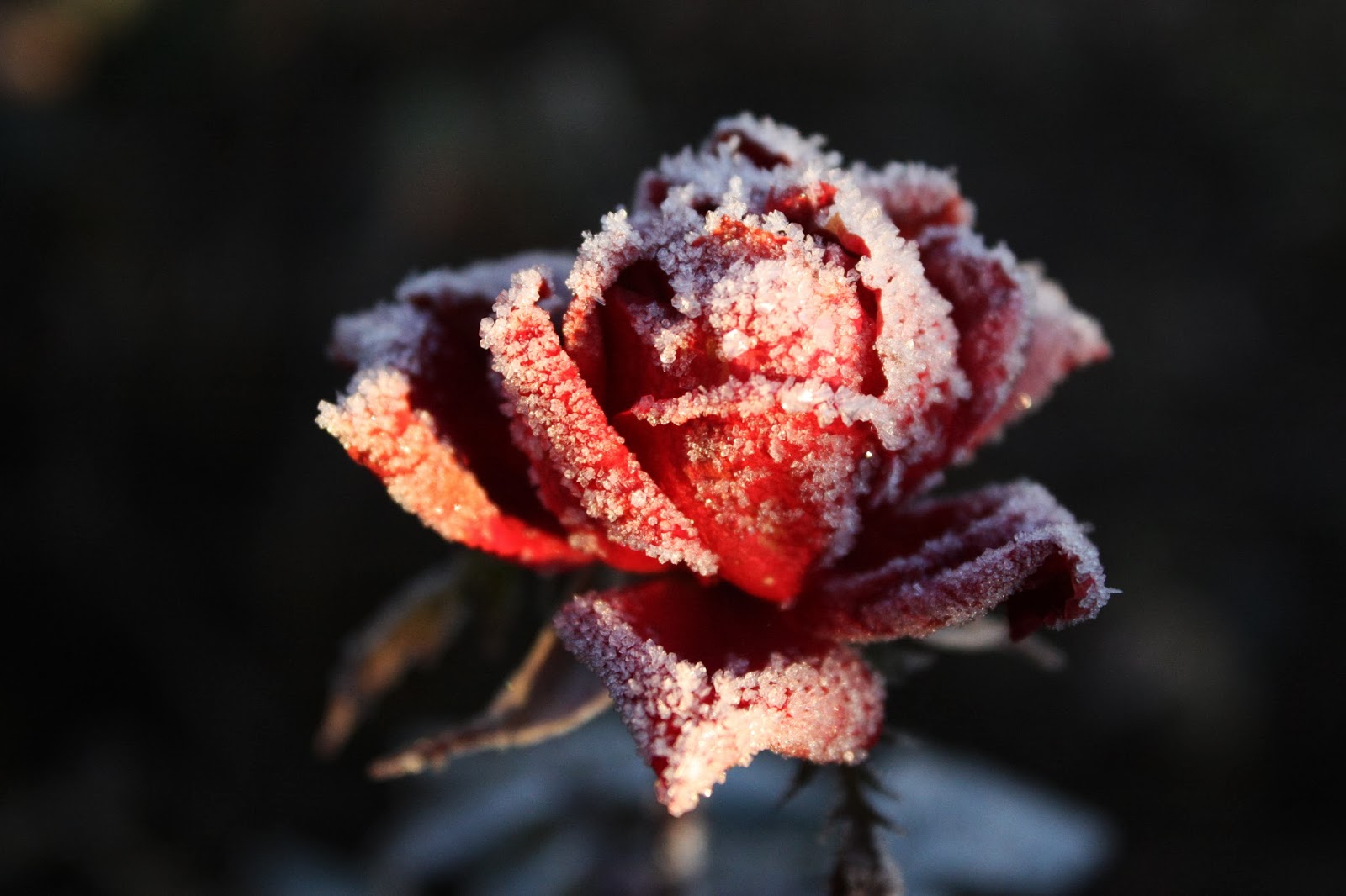 Frost on the Roses