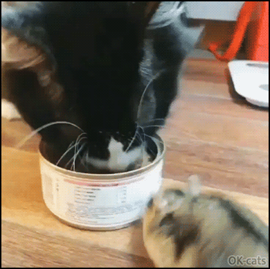 Hilarious Cat GIF • Funny hamster climbing in cat food can. He does not want to share dinner with kitty, haha Hilarious Cat GIF • Funny hamster climbing in cat food can. He does not want to share dinner with kitty, haha