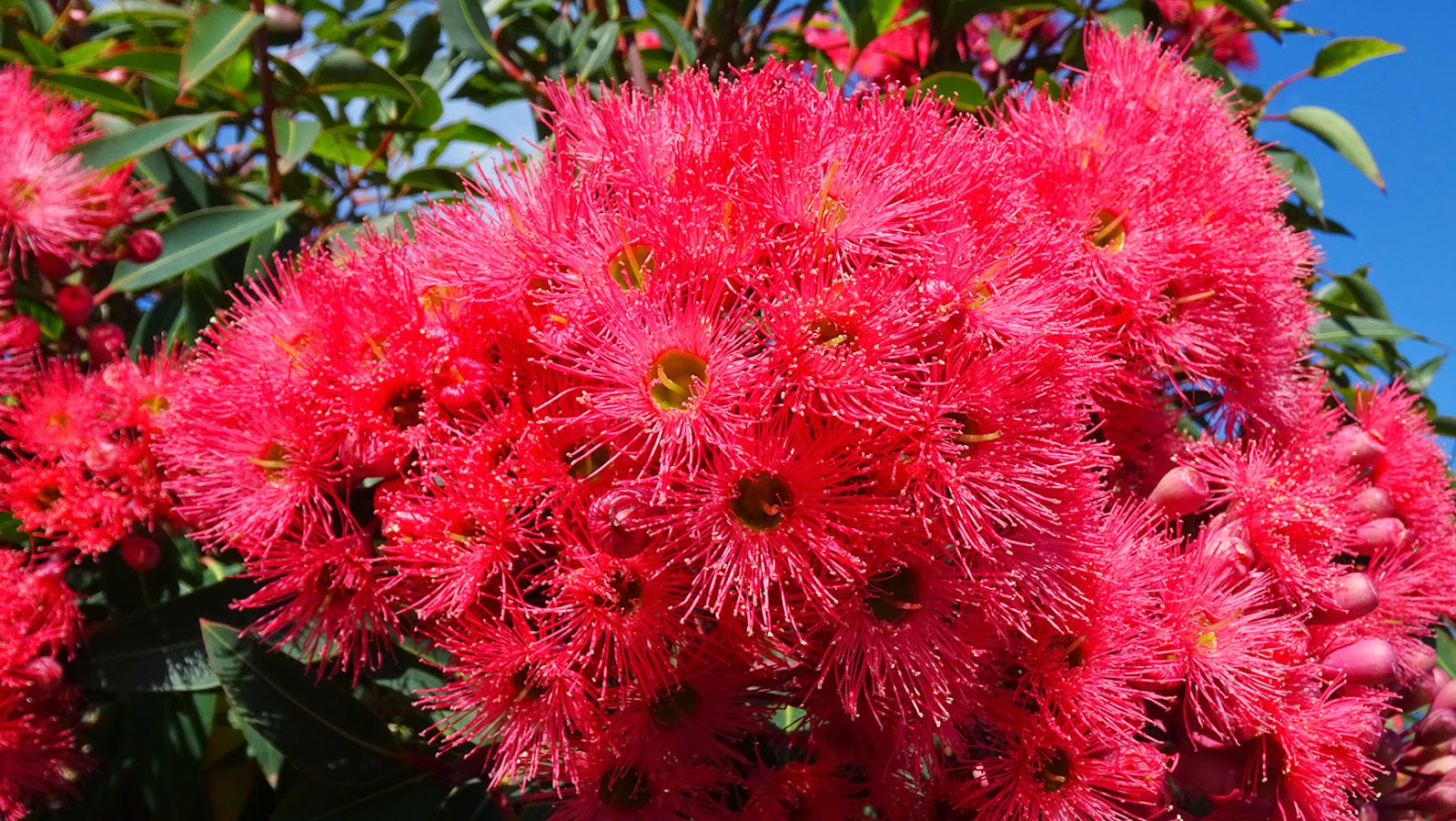 MAP MELBOURNE STREET TREES 97 PINK FLOWERING GUM