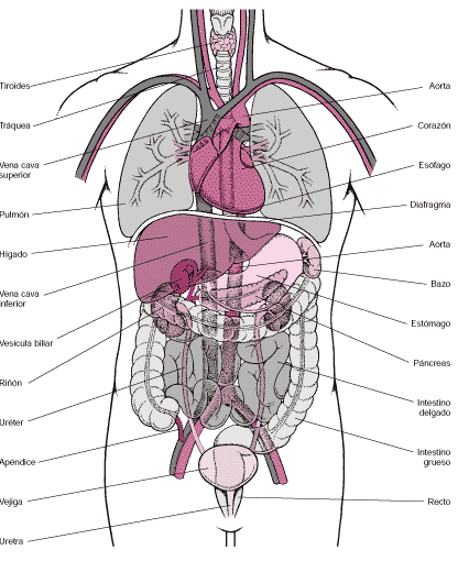 Anatomia Y Principales Sistemas De órganos