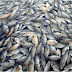 Yellowstone river closure-Deadly parasite kills thousands of fishes