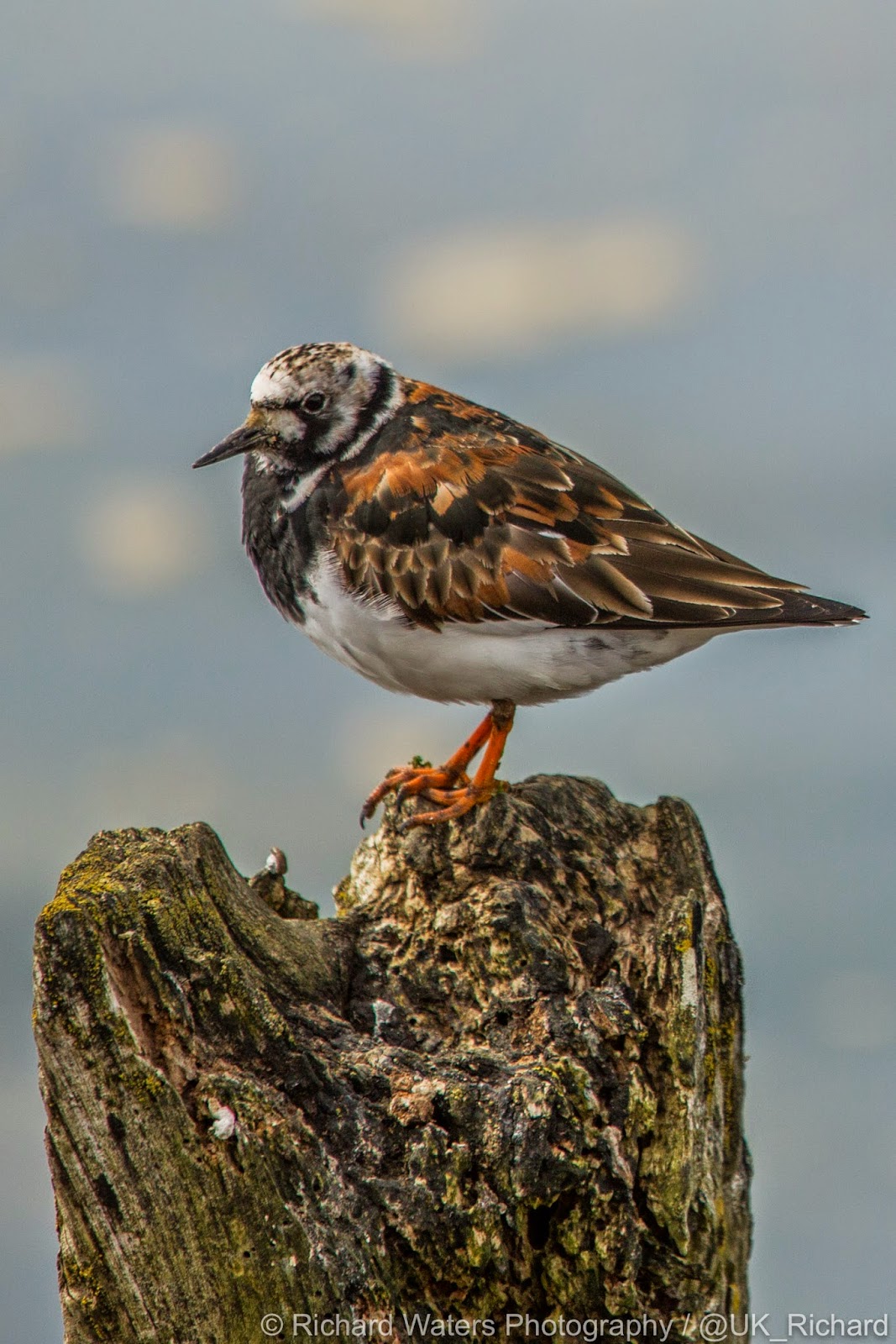 Richard Waters Photography