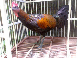 Ayam bekisar hasil perkawinan ayam kampung dan ayam hutan