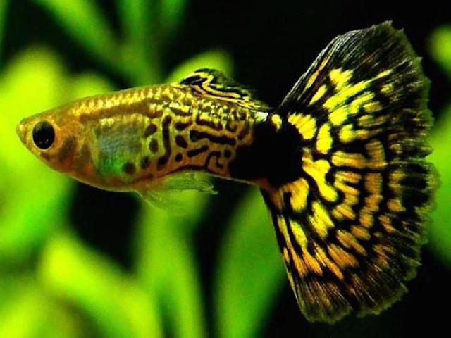  Gambar Ikan Guppy  Hias dan Got atau Parit dari Lokal Indonesia