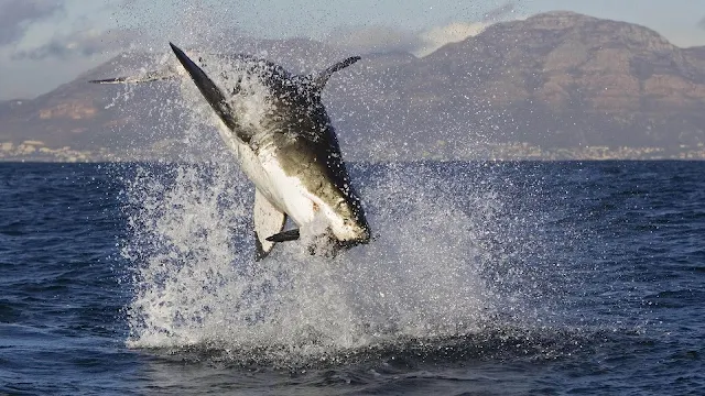 Foto van een springende, aanvallende haai