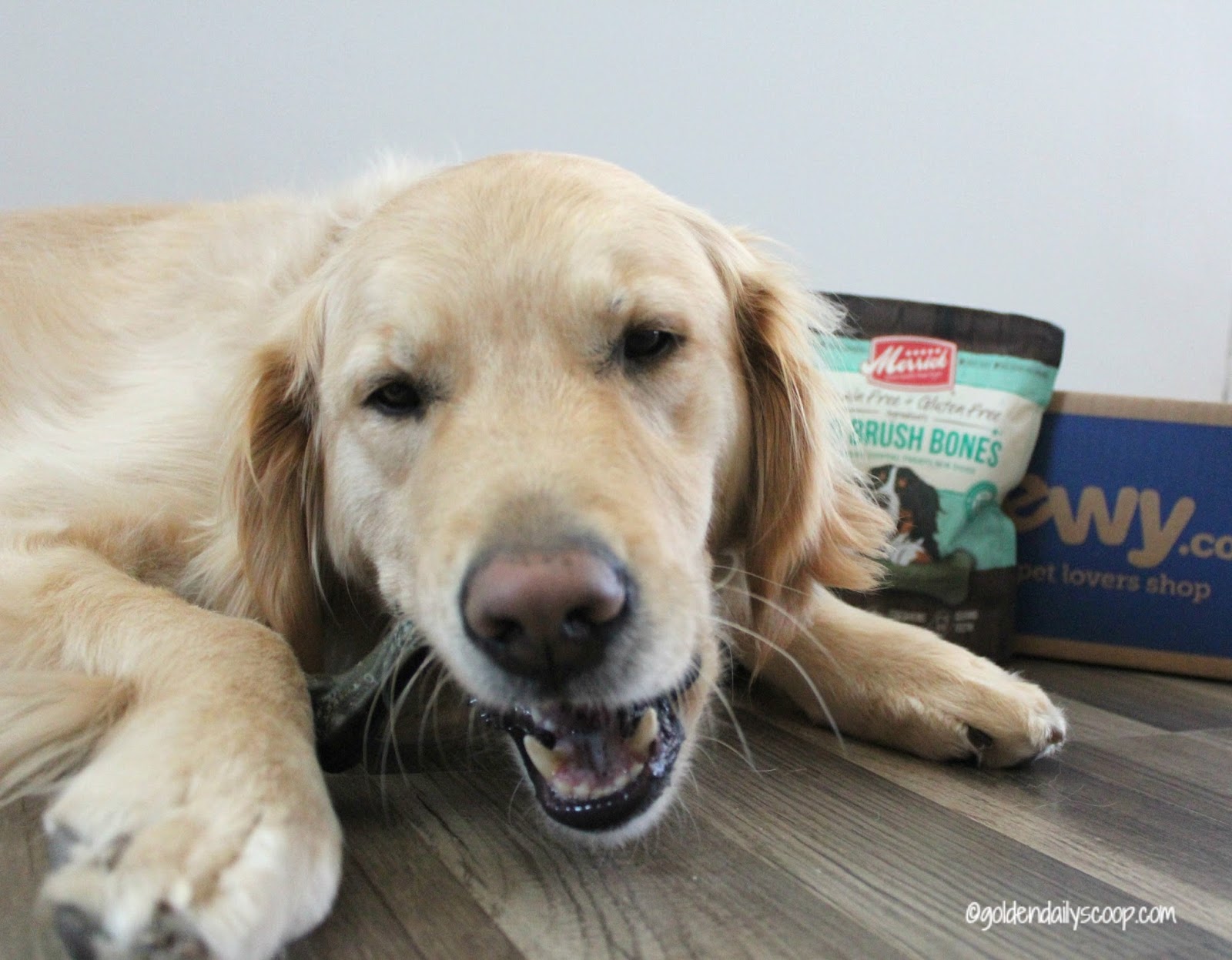 are chicken bones bad for dogs combat plaque with merrick big brush bones chewyinfluencer ad are chicken bones bad for dogs combat plaque with merrick big brush bones chewyinfluencer ad