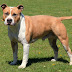Staffordshire Terrier: The Bull(y) and Strong Dog: