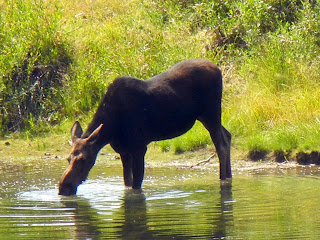 Moose in Grand Teton National Park in Wyoming