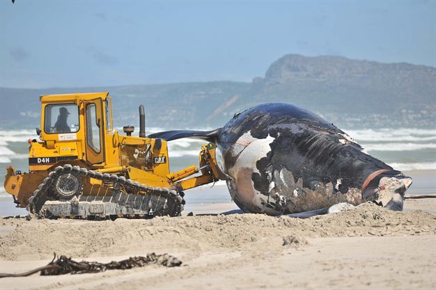 Pix Grove Dead Whale Transported On A Truck