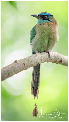 Lesson’s Motmot (Momotus lessonii)