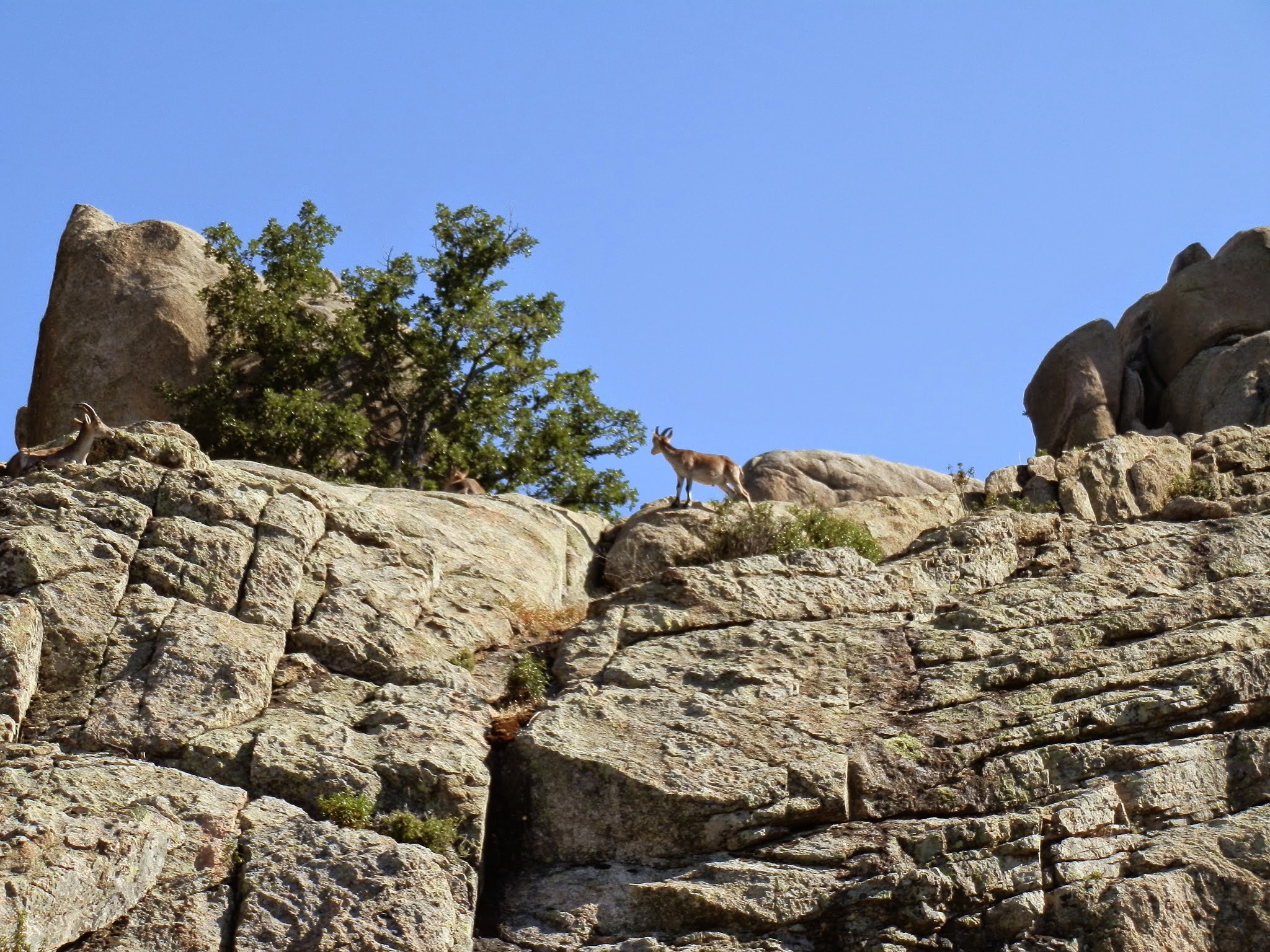 Risco de las Bellotas, La Pedriza