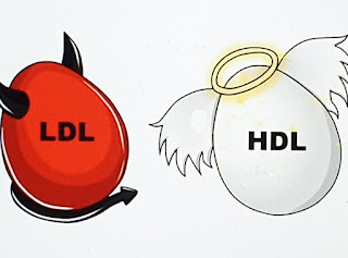 LDL ve HDL nedir?