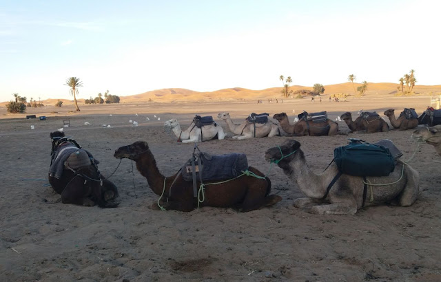 3dniowa wycieczka na pustynię, wielbłądy, maroko, tanie loty, spanie na pustyni maroko