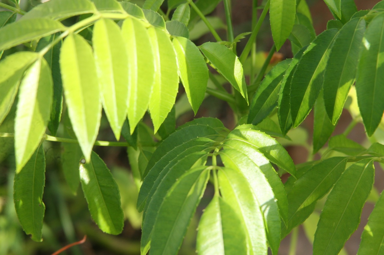 My Tropical Organic Garden Homemade potash for a tropical organic