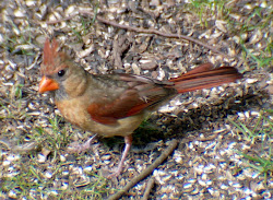 cardinal bird female birds cardinals flying northern wild male sweet