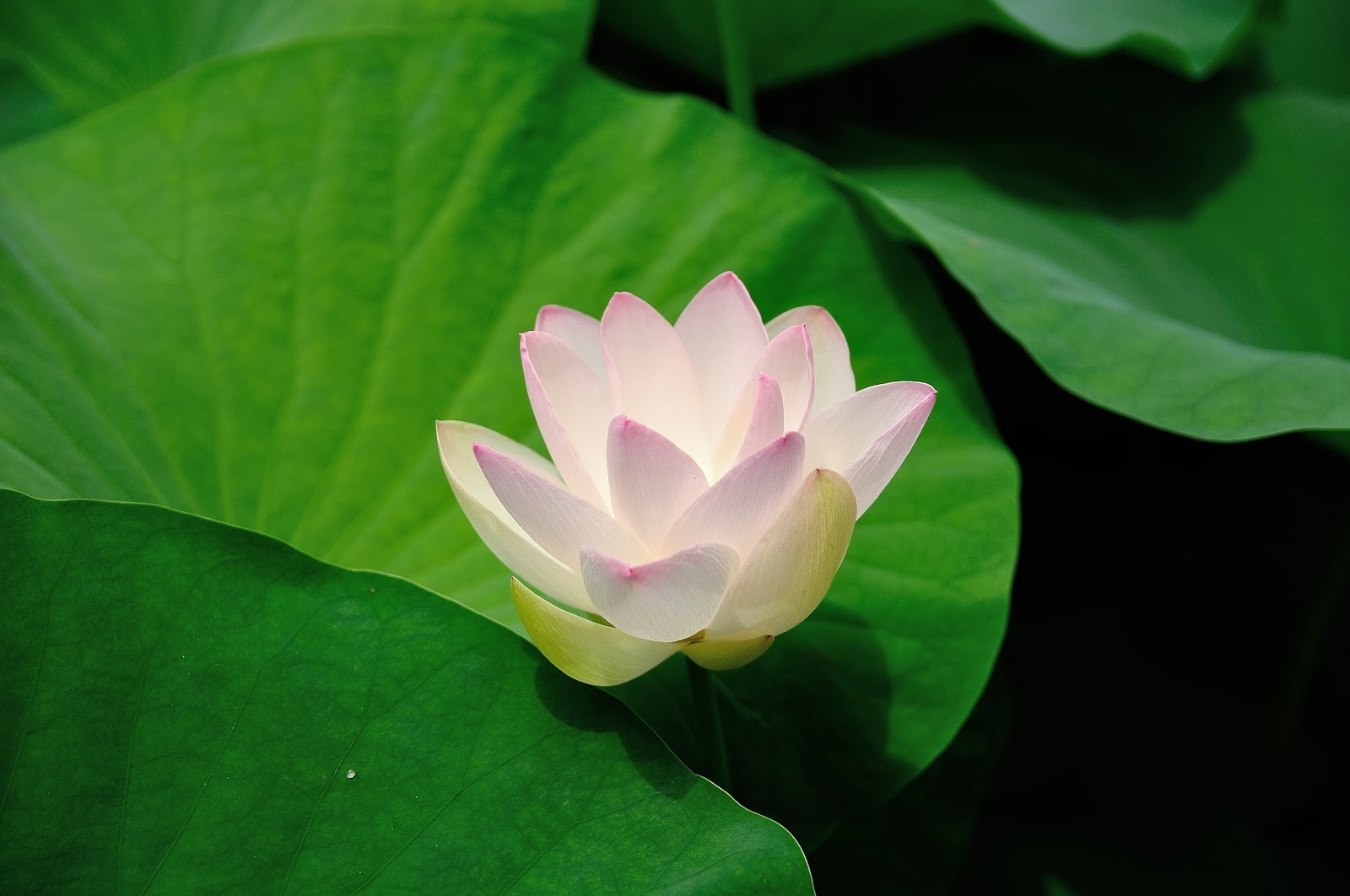 京都涉成園 蘆庵特別公開 東本願寺 府立植物園賞蓮