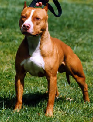 american-pitbull-terrier-3.jpg