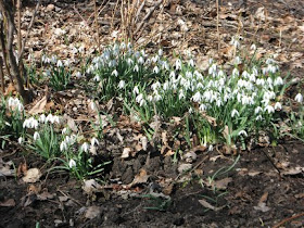 Drift of white snowdrops early spring by garden muses: a Toronto gardening blog
