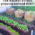 The easiest potato growing method ever! #Organic_Gardening