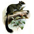 Esquilo-de-Cauda-Escamada-de-Camarões
