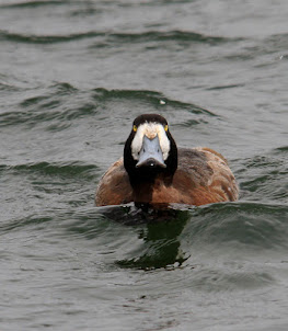 Scaup female (2018)