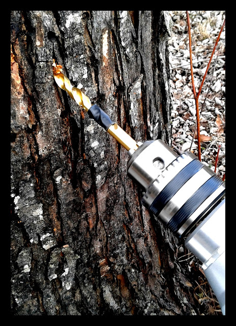 drilling a maple tree for the maple tap