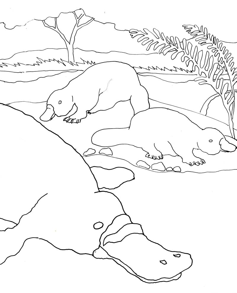 platypus babies coloring pages platypus babies coloring pages