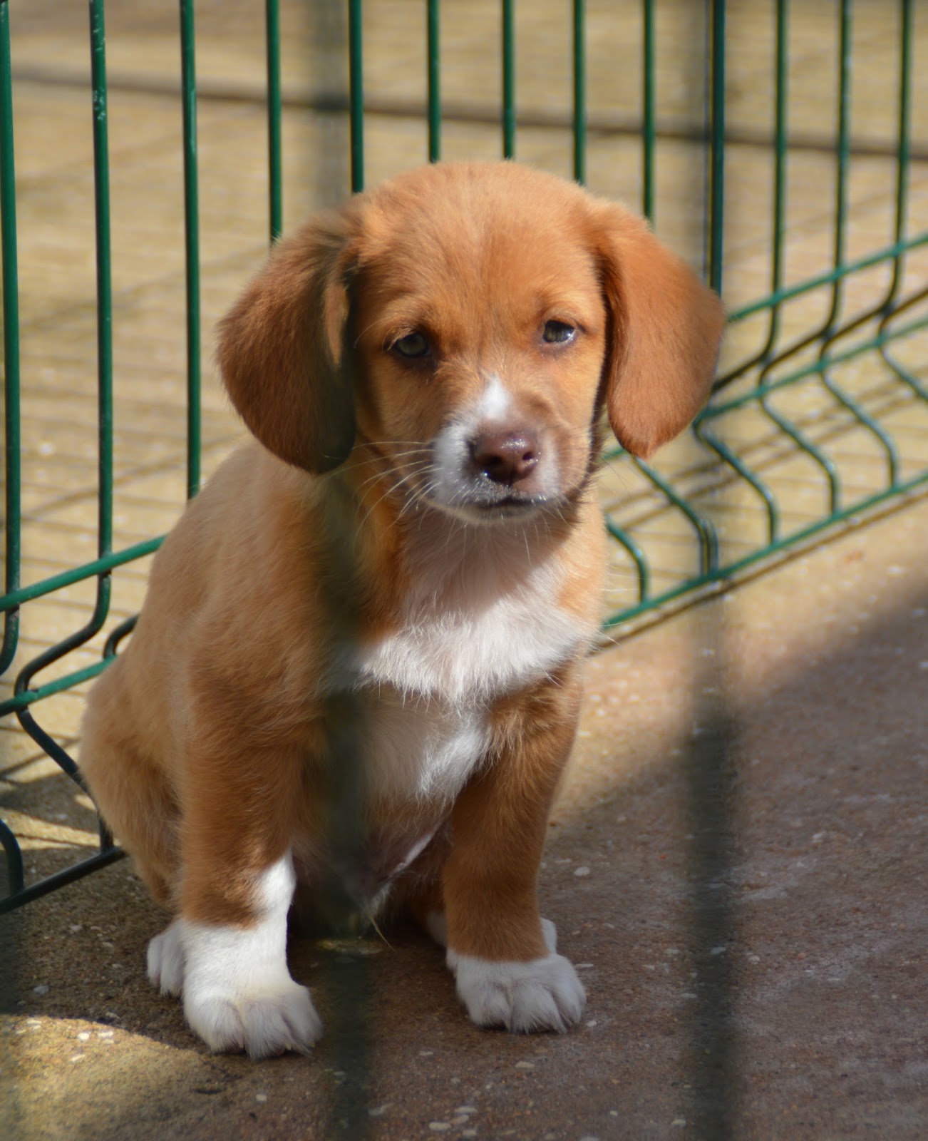 Hunde aus ZentralPortugal adoptieren Vicco