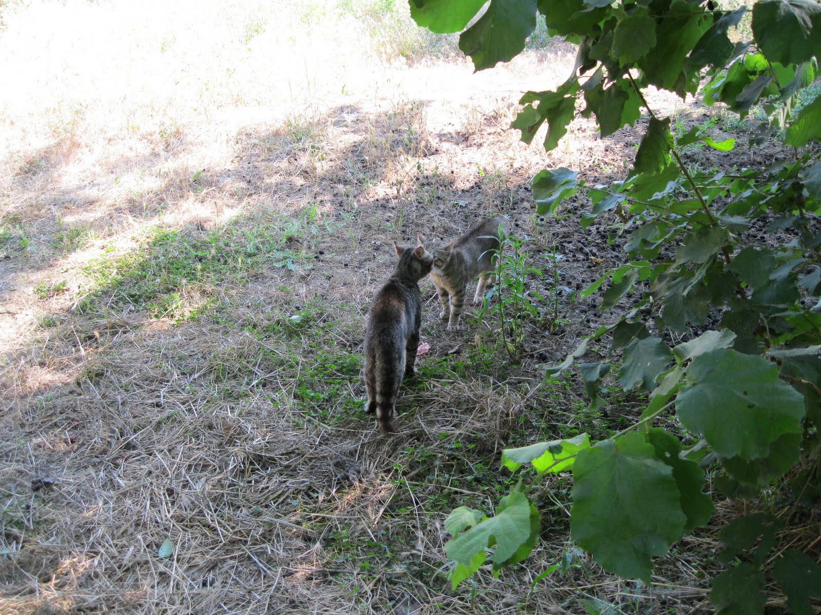 ♥♥ KEDİ SEVGİSİ ♥♥