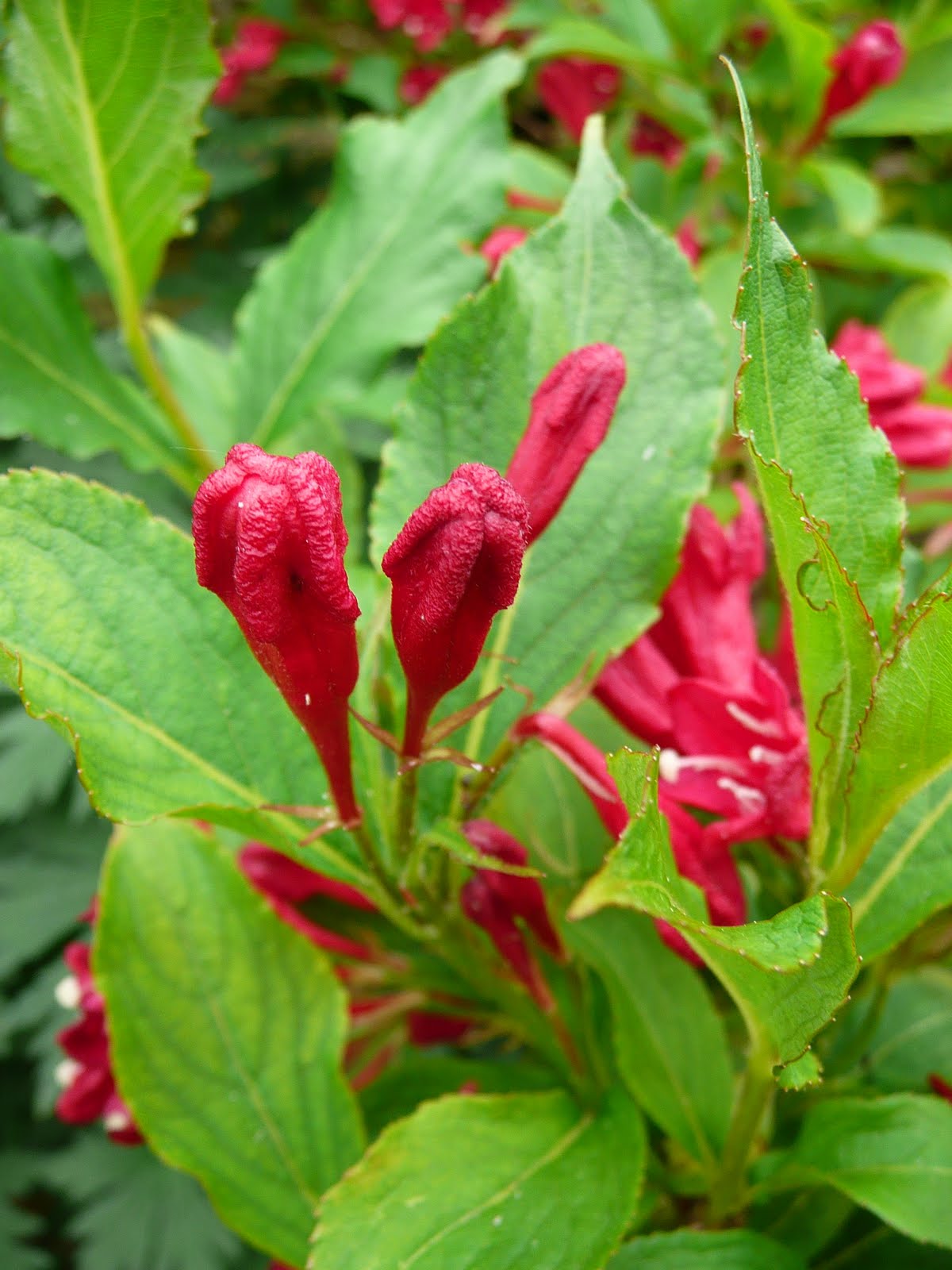 Notre Jardin Secret Arbustes Et Compagnie