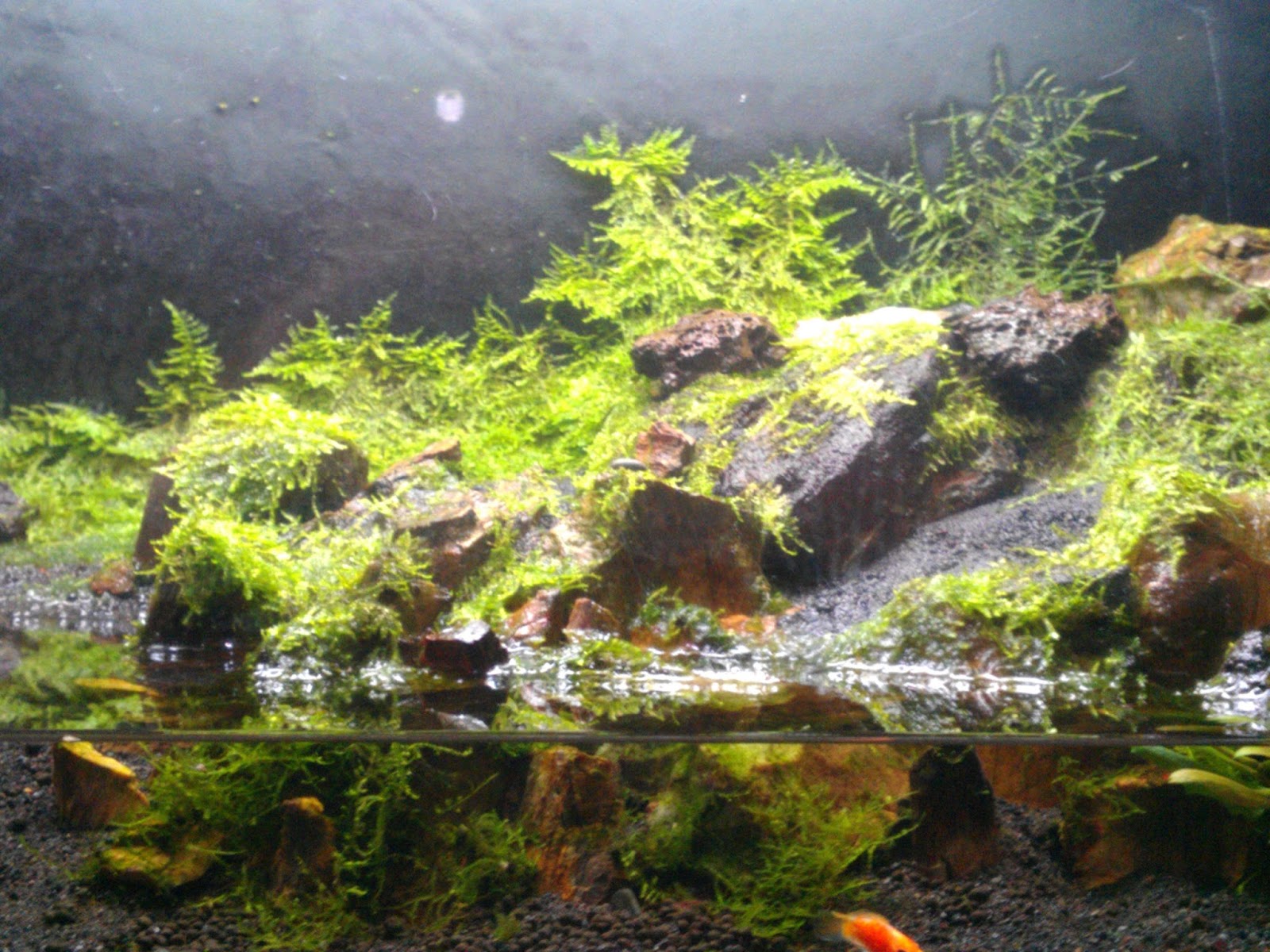 greenleaf splindid aquascape: Christmas n mini Christmas moss Moss On Rocks In Aquarium