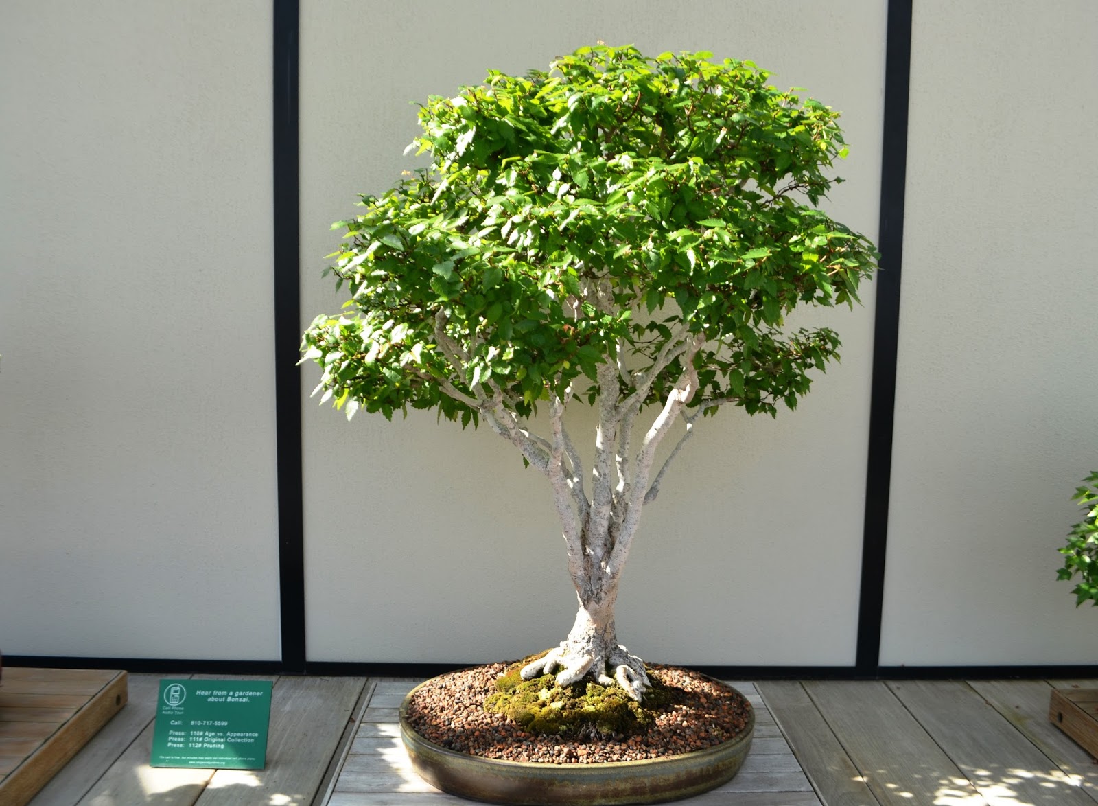 It's All About Purple The Bonsai in Longwood Gardens...