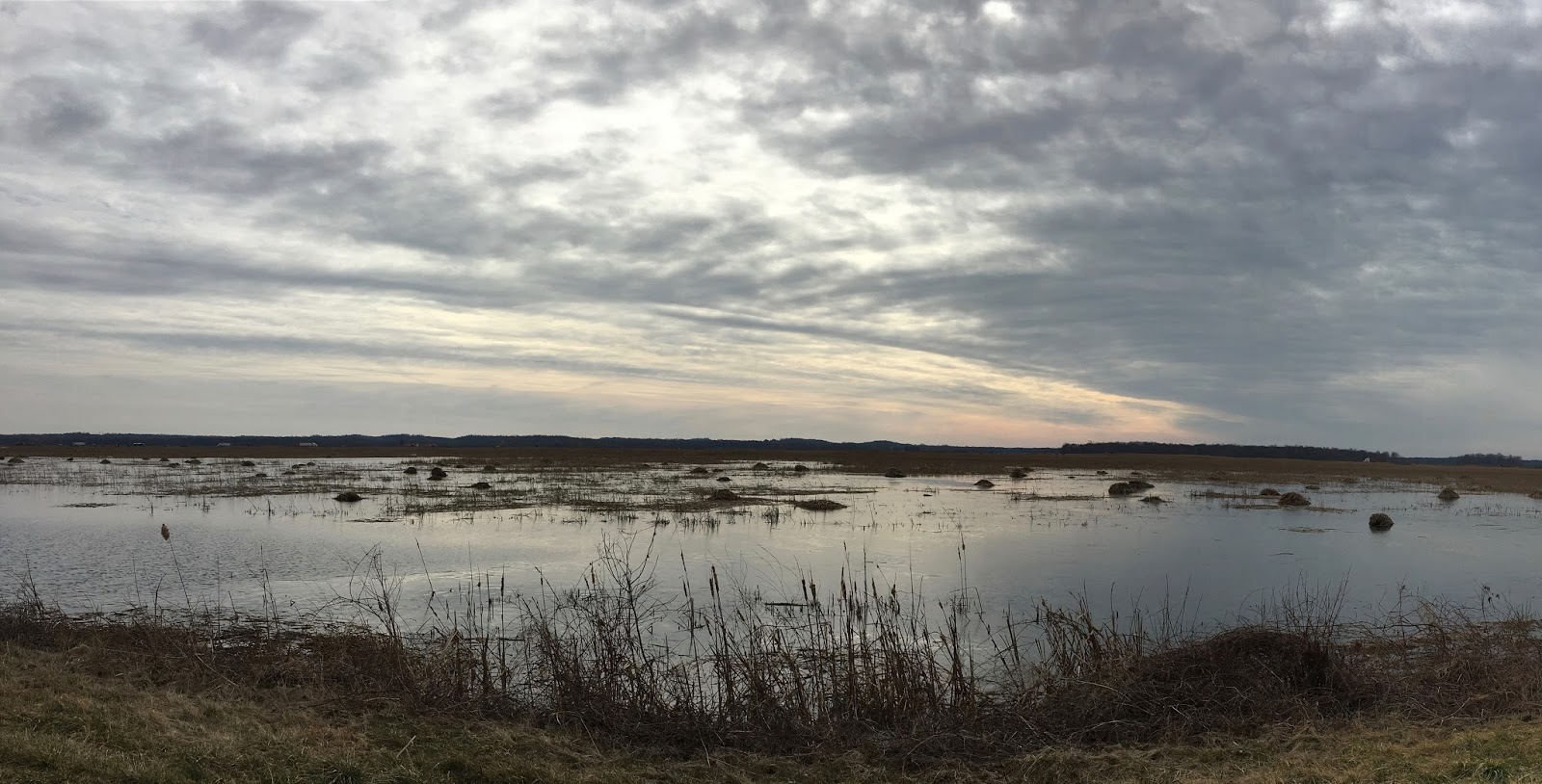 2020 Doug Photo Blog Montezuma National Wildlife Refuge Revisited