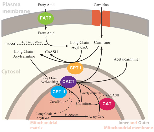 Branched chain amino acids, the ketogenic diet pill, and ketosis