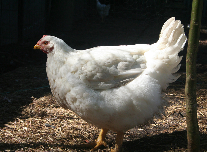 the natural chicken Feeding lupins to poultry some observations (and