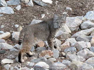 bobcat