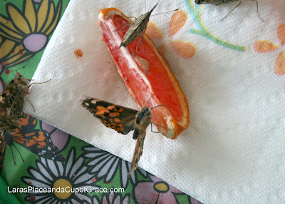 butterfly unit study, toddler homeschool, butterfly proboscis 