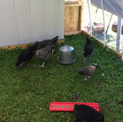 hoop chicken coop exploring loving space