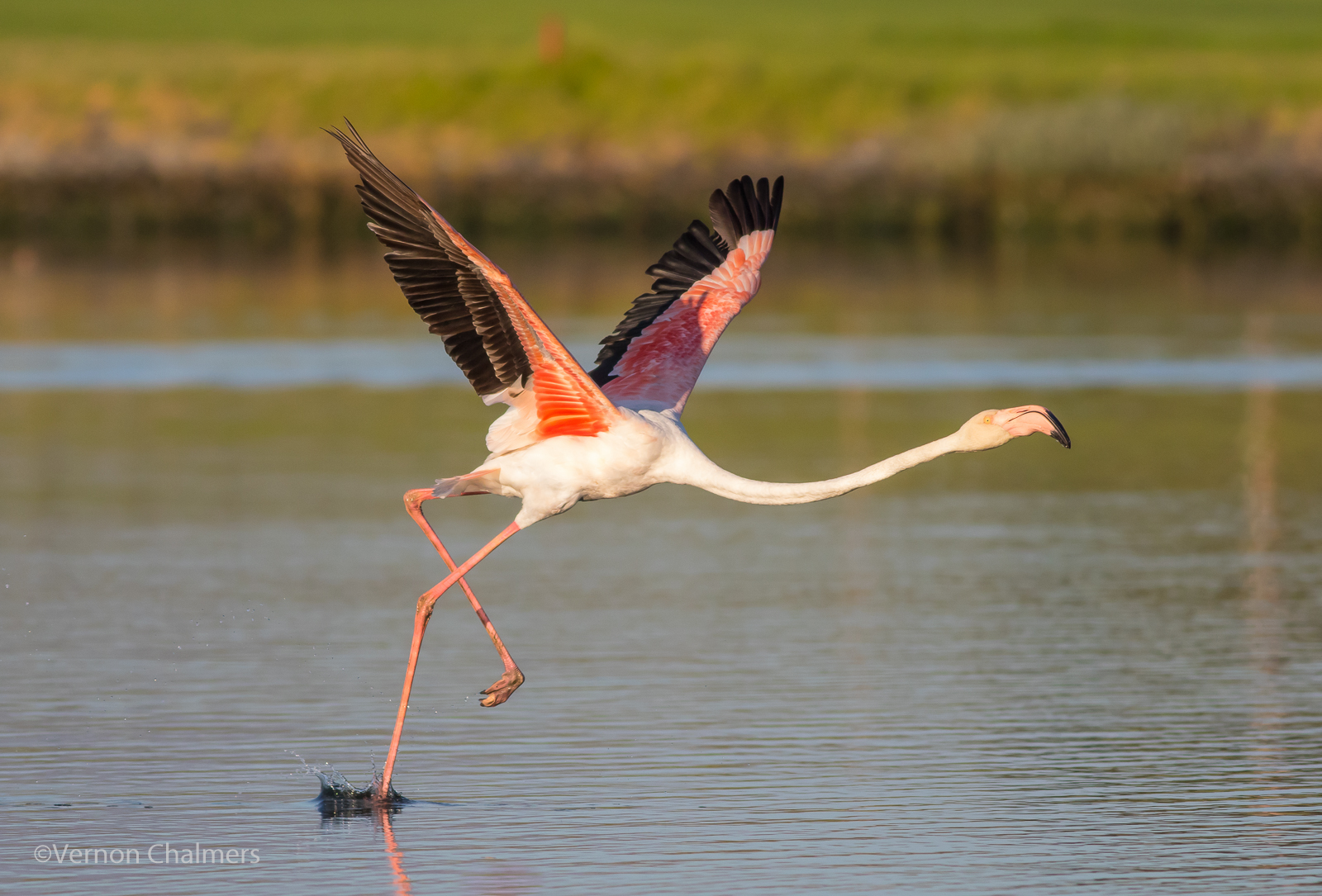 Vernon Chalmers Photography: Early Morning Greater Flamingo