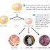 Jenis Jenis Stem cell / Sel Punca (embryonic stem cell, Adult Stem Cell dan induced pluripotent stem )