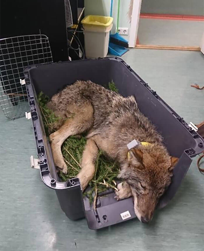 Two Workers In Estonia Saved A Wolf From Frozen Lake, Thinking It Was A Dog