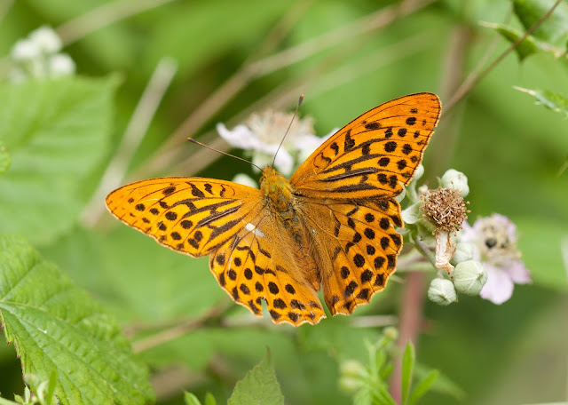 Silver-washed Fritillary - Northamptonshire