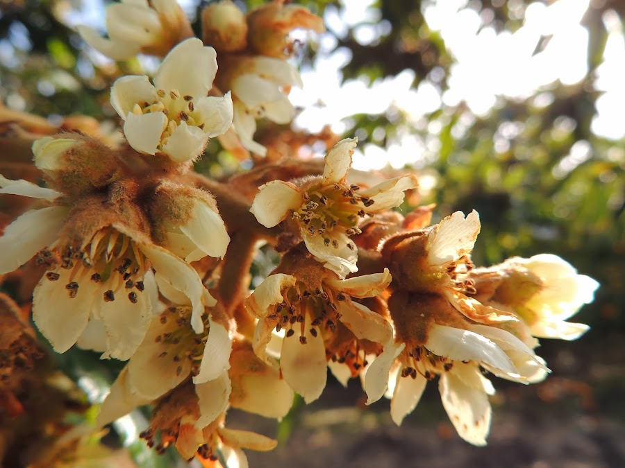 ERIOBOTRYA JAPONICA