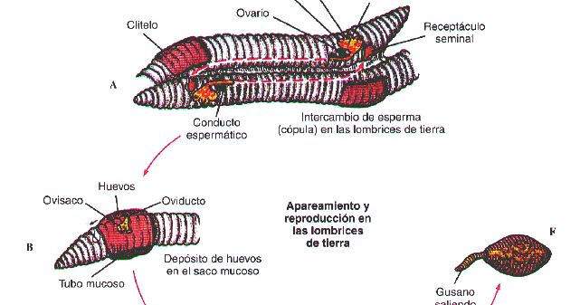 lombriz reproduccion