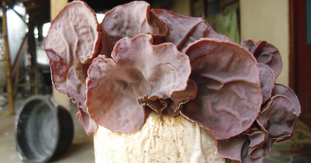 33+ Best Gambar Sketsa Jamur Kuping Terlengkap - Perangmeme